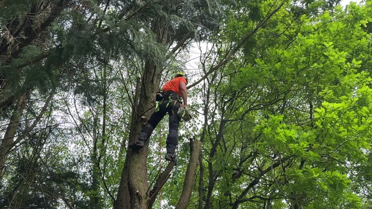 Trusted Corning, AR Tree Services Experts